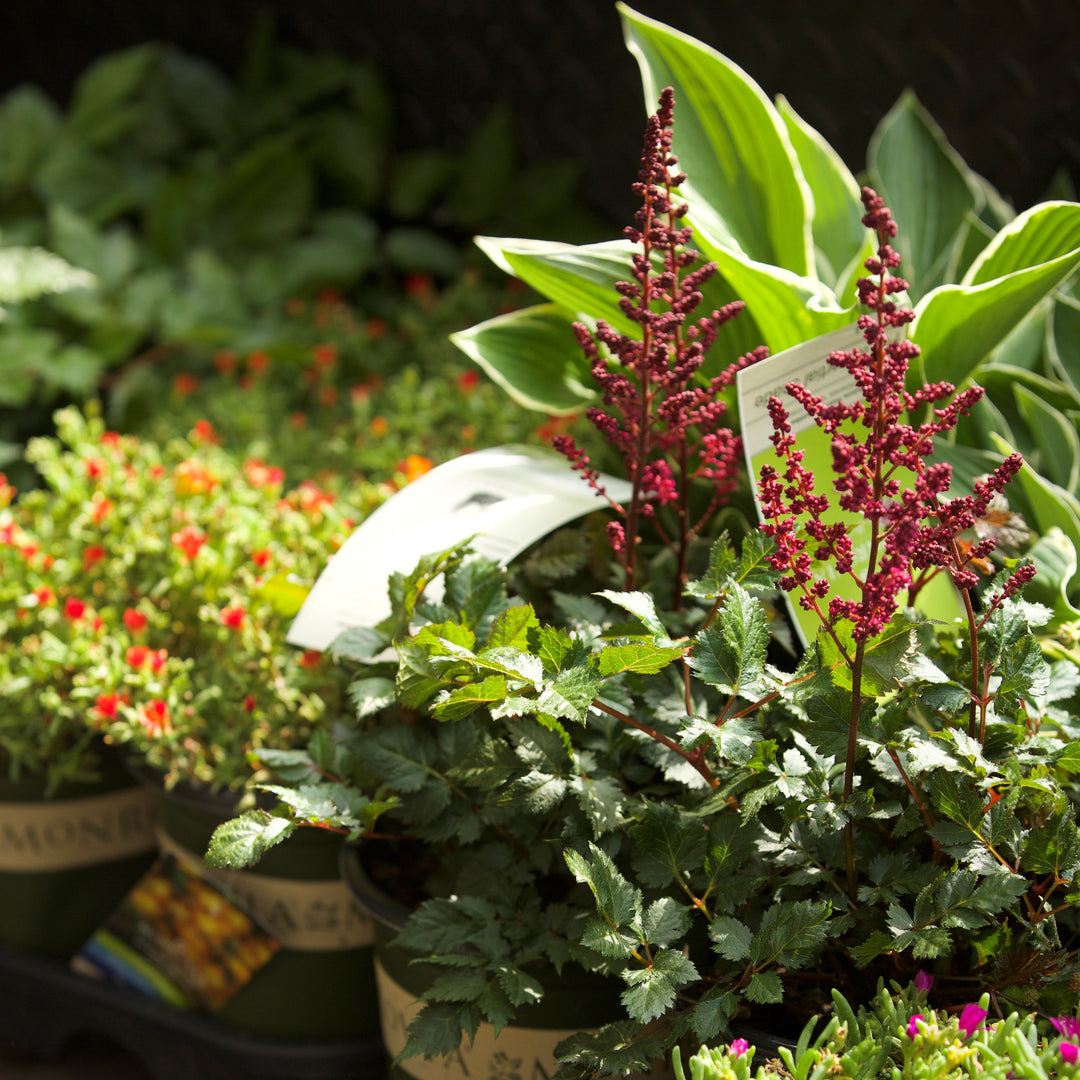 5 Reasons Monrovia's Plants Might Ruin Your Gardening Habits