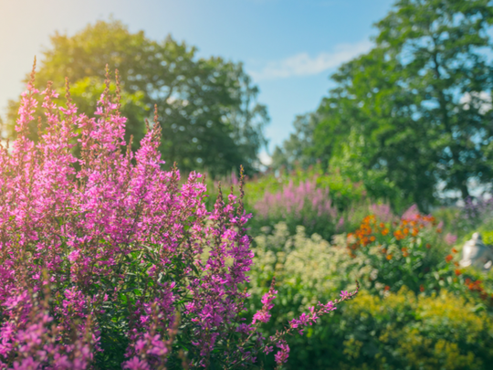 7 of Our Favorite Heat-Tolerant Plants