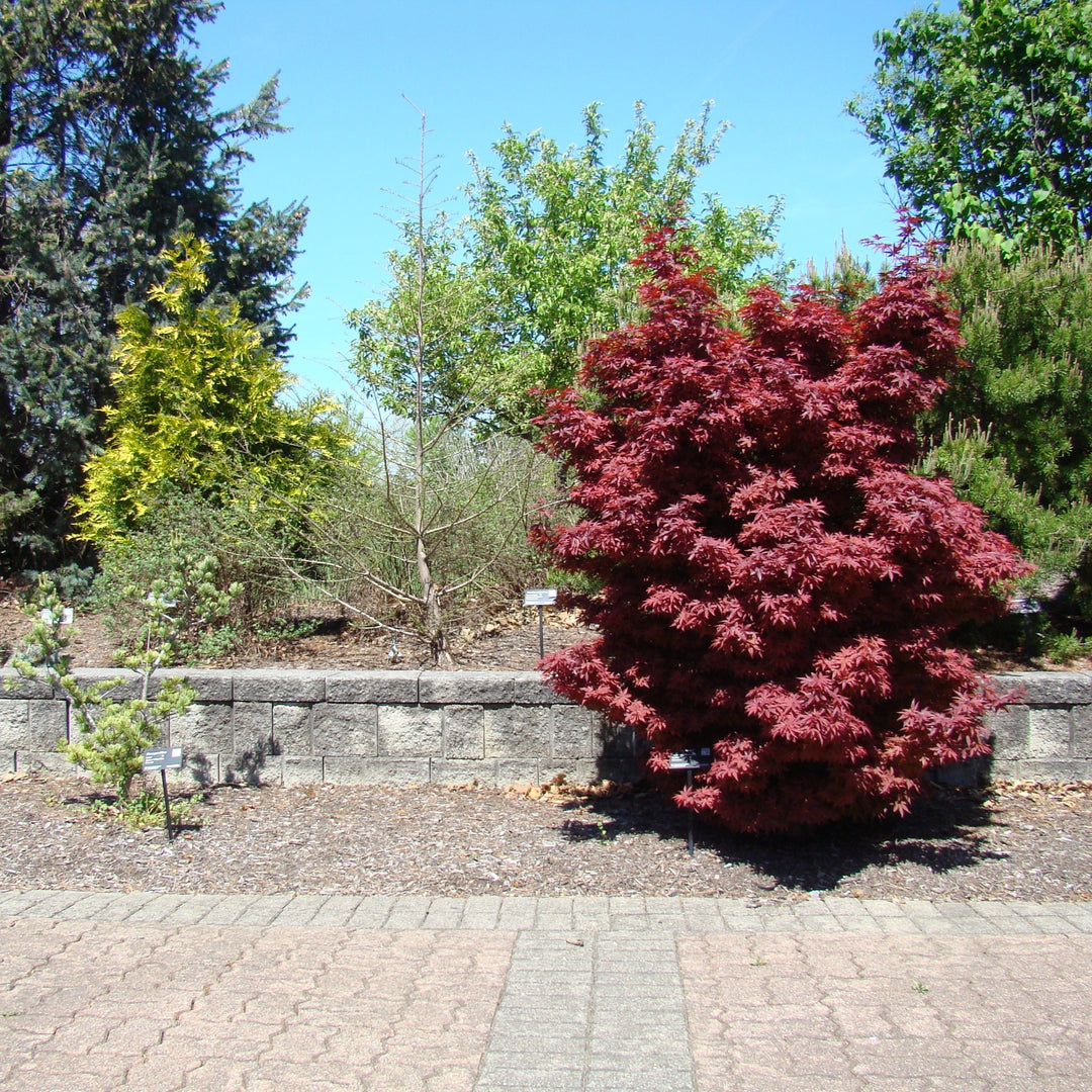 Full Sun Japanese Maples for Georgia and the Southern Landscape