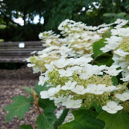 Native Shrubs for Part Sun: Elevate Your Garden with Resilient, Beautiful Choices