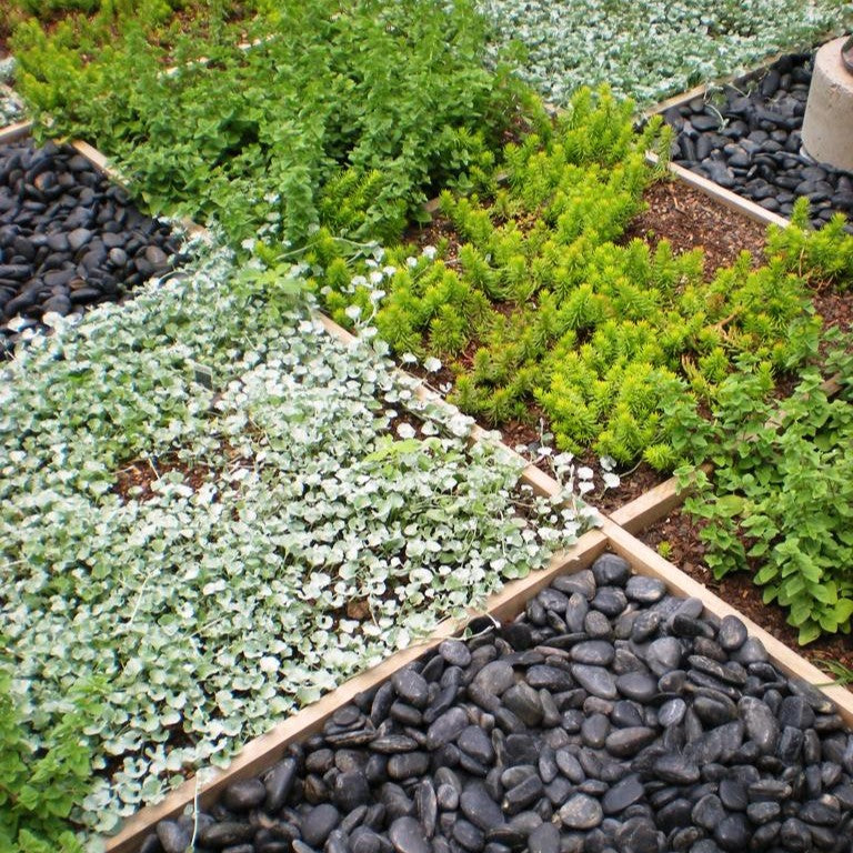 Living Mulch: A Natural, Low-Maintenance Groundcover Solution