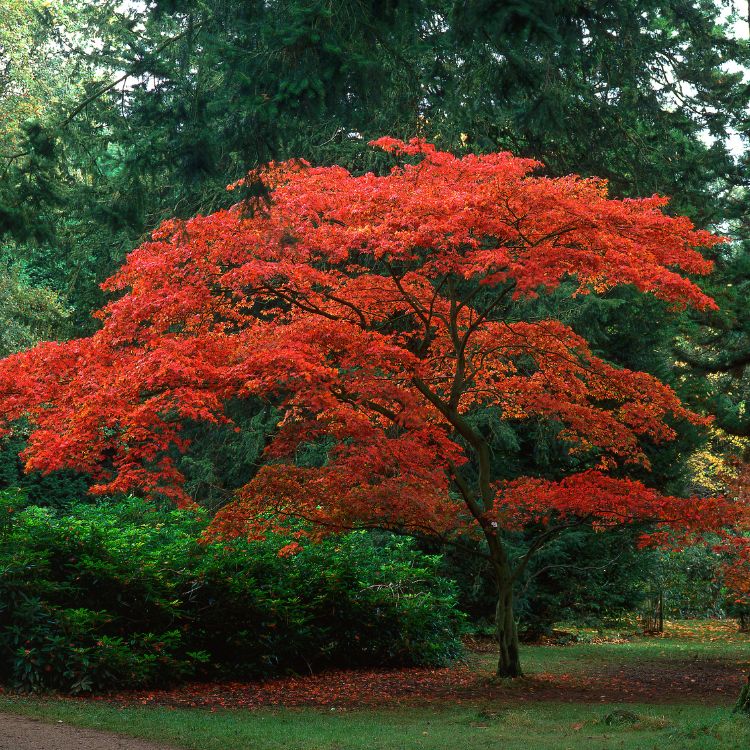 5 Landscape Tips this Fall