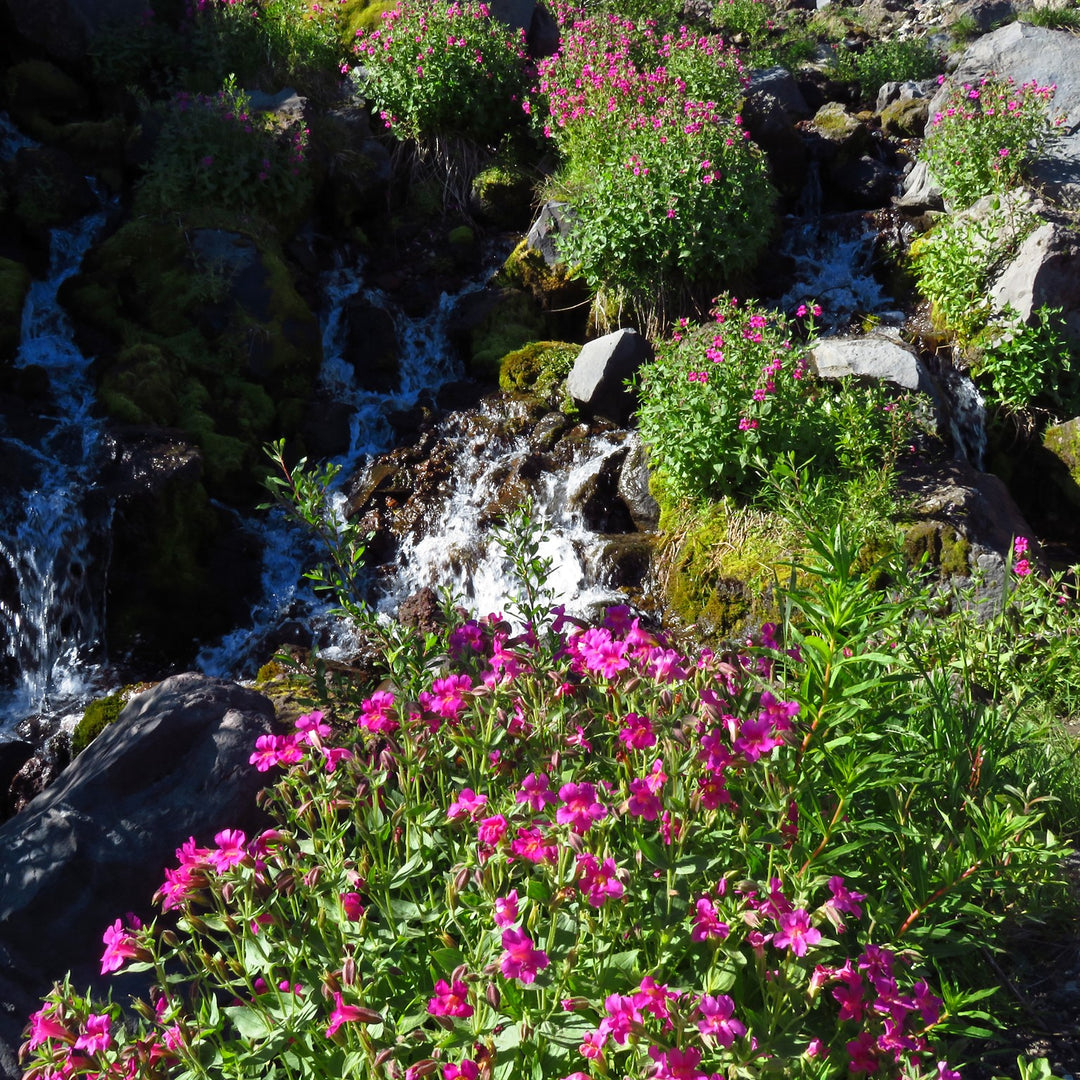 Creating Your Own Outdoor Oasis Garden