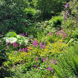 Designing for a Boggy Soil Garden: Tips, Plants, and Care