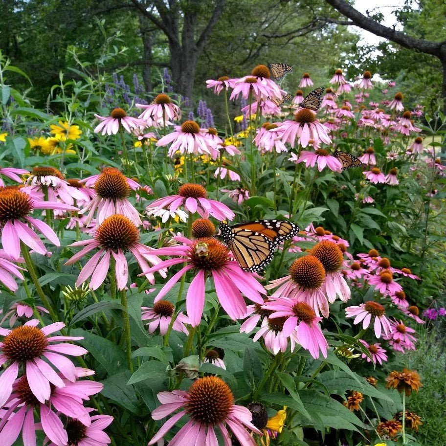 Thriving in the South: Heat and Humidity-Tolerant Plants