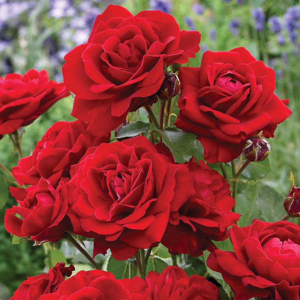 Unveiling the Beauty of Rose: Exploring the Different Types and How to Care for Them