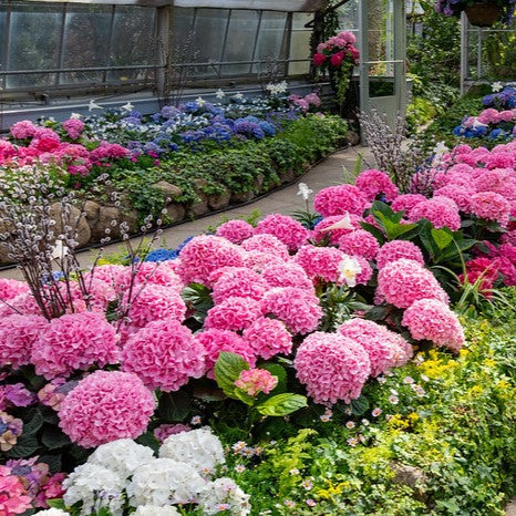 Hydrangeas for Full Sun in the South – ServeScape