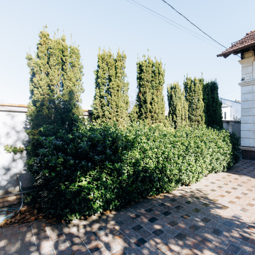 Barrier Trees: Living Solutions for Privacy, Protection, and Property Definition