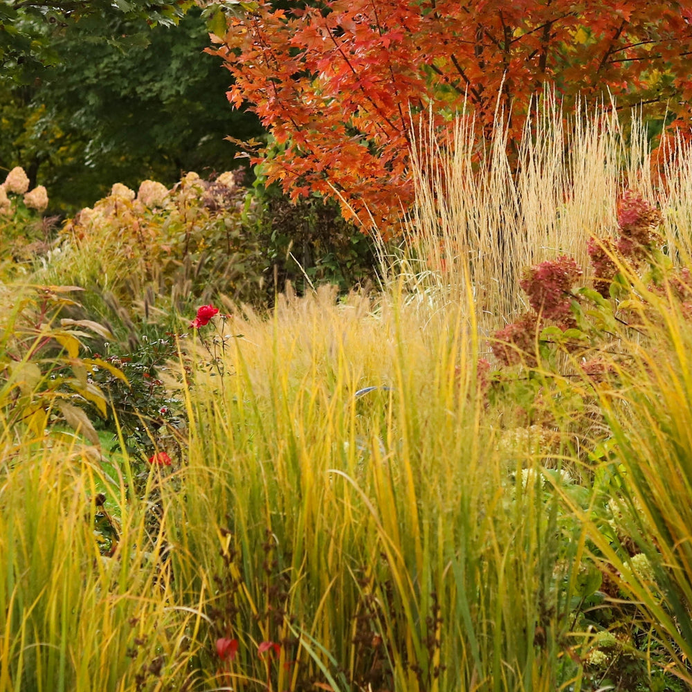 ServeScape 7: Ornamental Grasses You Should Plant This Spring