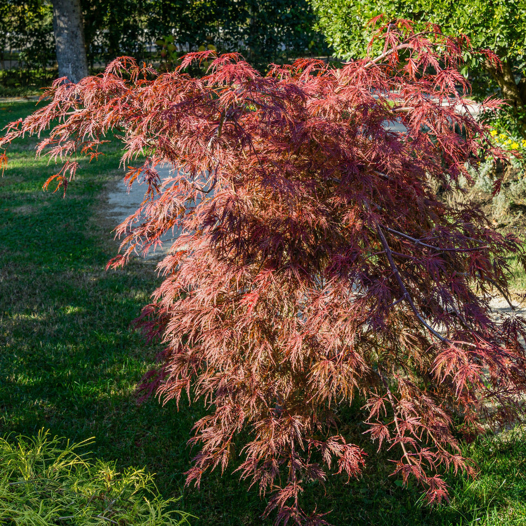Acer: A Symphony of Color and Form in Your Garden