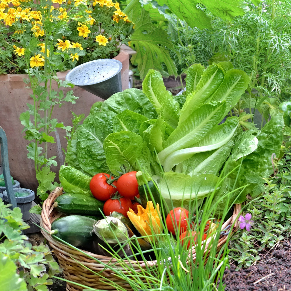 From Garden to Table: Vegetables & Herbs You Should Be Growing This Season