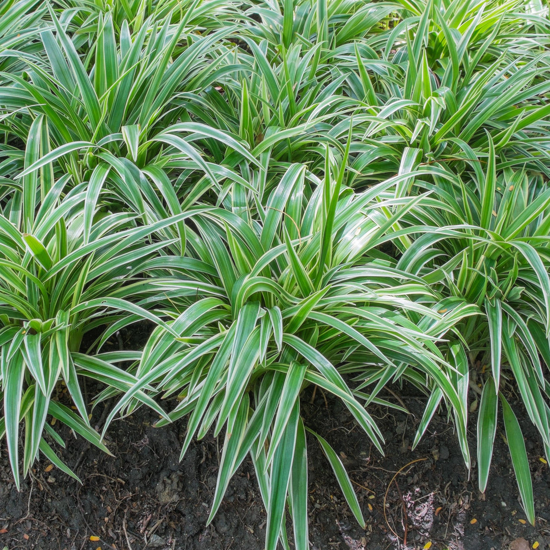 Ophiopogon: A Guide to Lush and Versatile Ground Covers