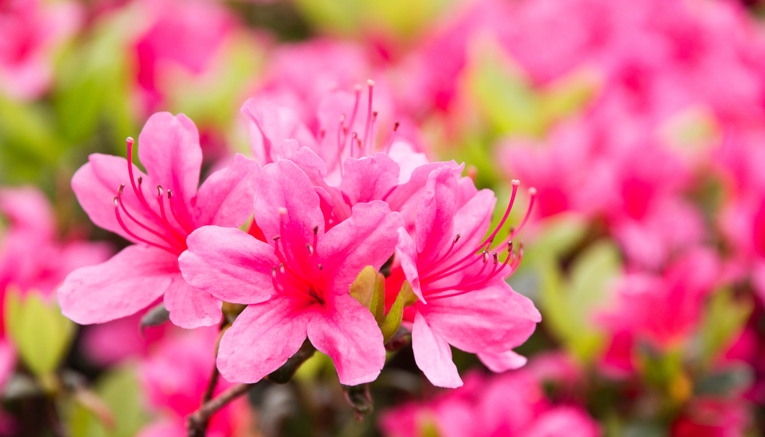 Azaleas: A Complete Guide to These Stunning Bloomers