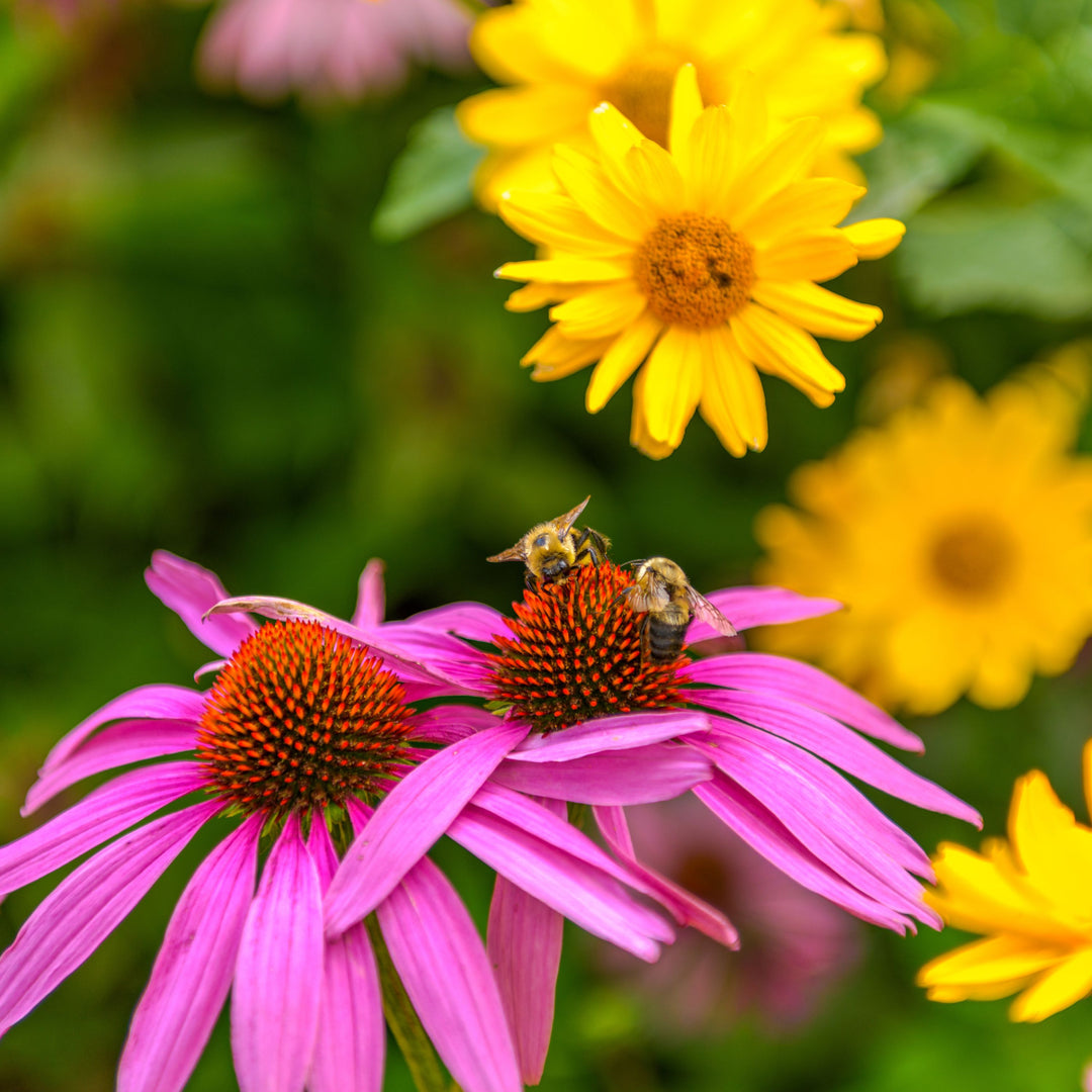 7 bee-friendly plants for your garden