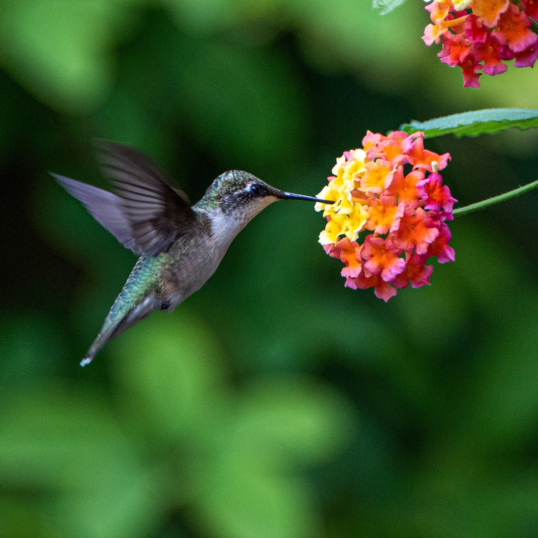 Seven Magnificent Pollinators to Attract to Your Garden