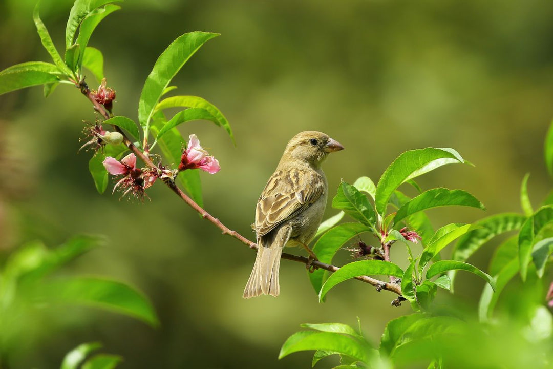 5 Plants to Create a Bird-Friendly Habitat
