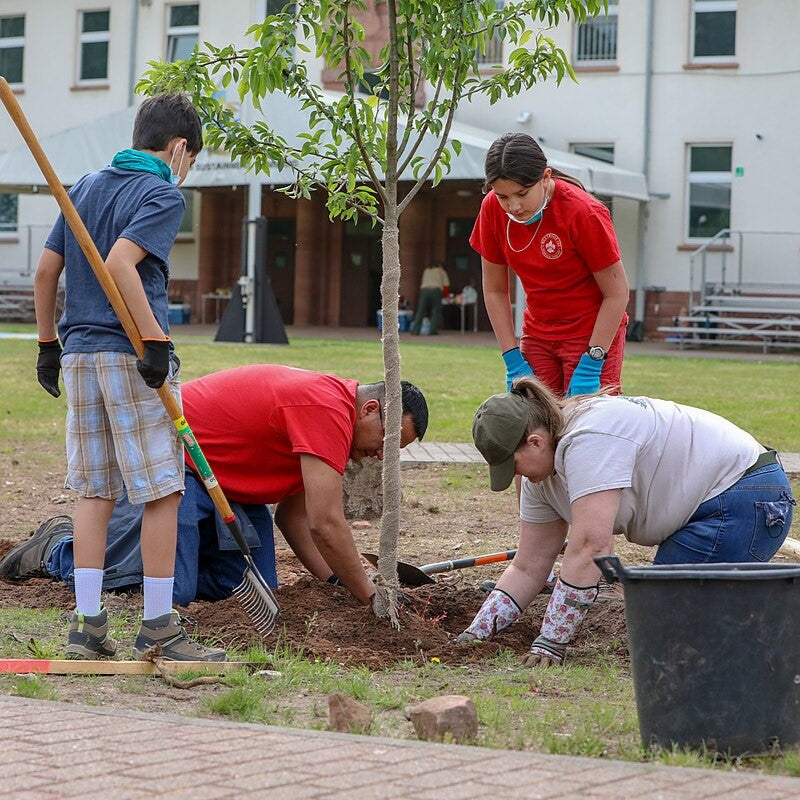 Planting and Caring for Trees and Large Shrubs: A Complete Guide