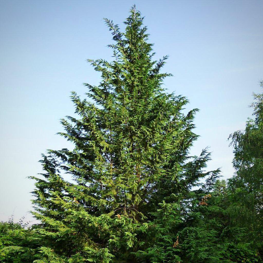 Planting and Caring for Cupressocyparis Leylandii—Leyland Cypress