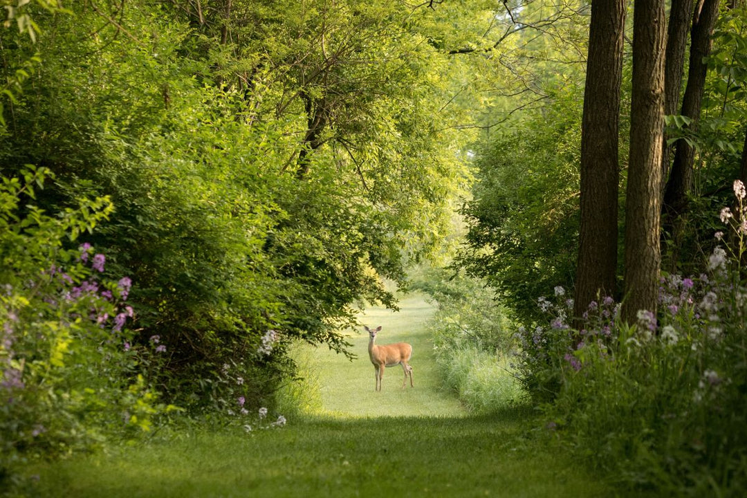 7 Deer-Resistant Plants to Protect Your Landscape