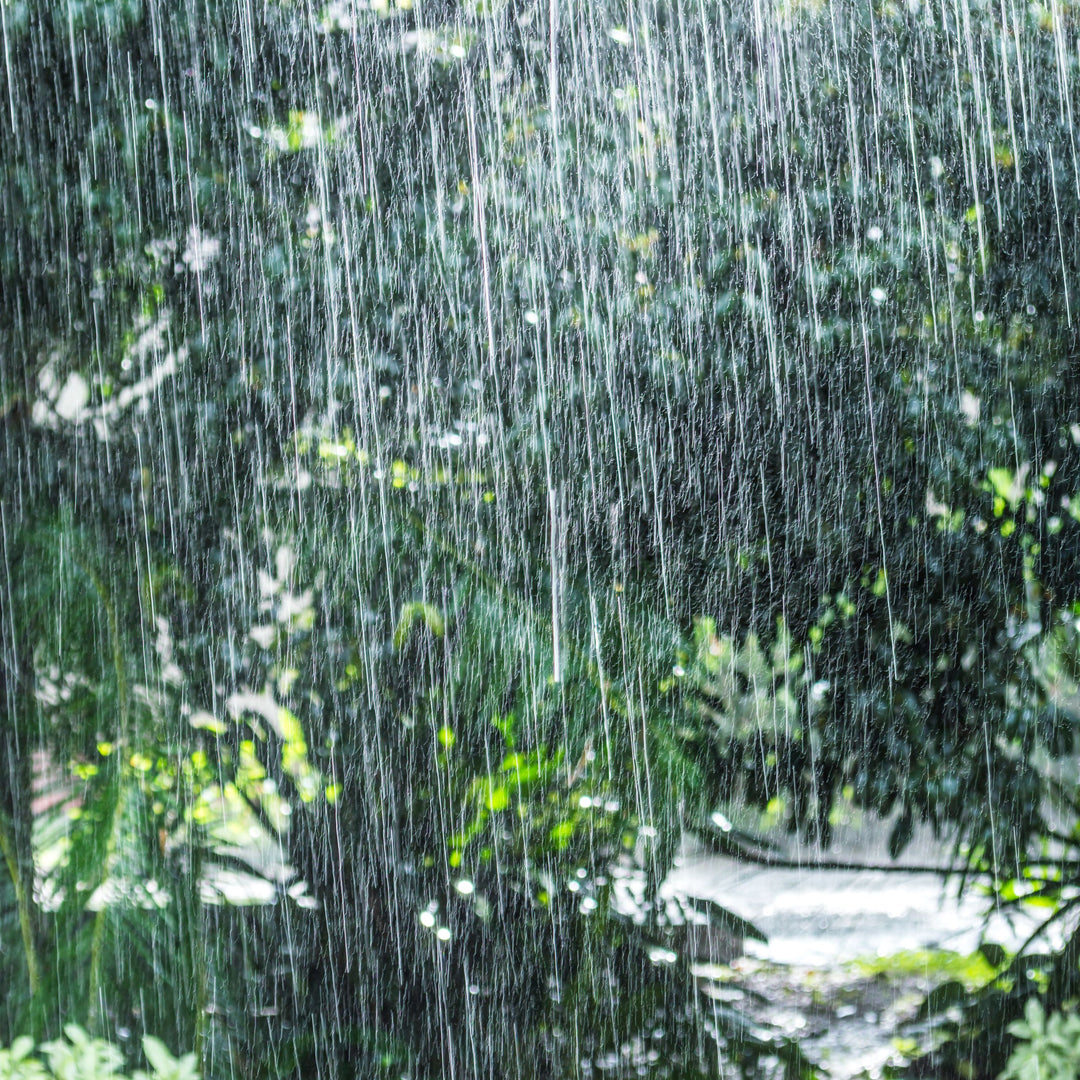 What Does El Niño Mean for Atlanta & Your Plants?