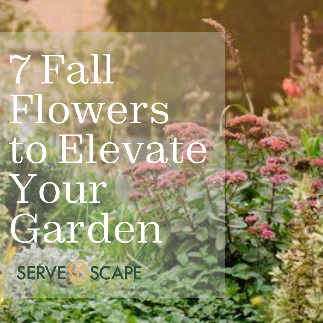 The ServeScape 7: Fall Flowers to Elevate Your Garden