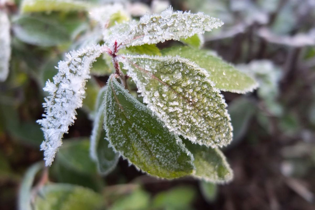 After the Deep Freeze: How to See if Your Shrubs Will Make It