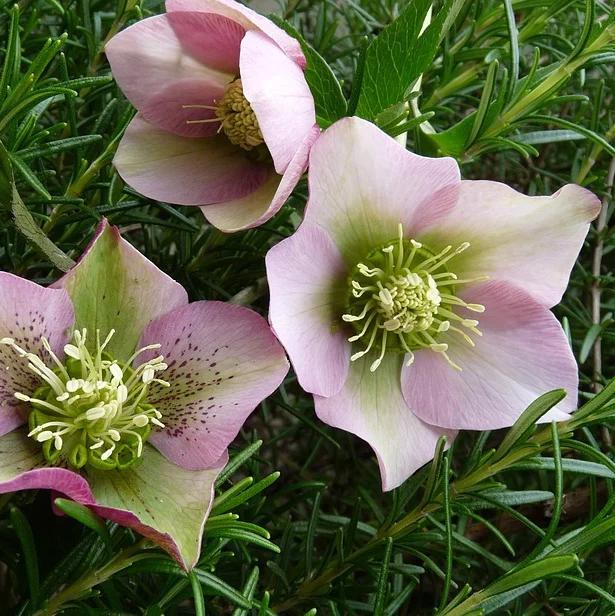 Discover the World of Helleborus: Your Complete Care Guide