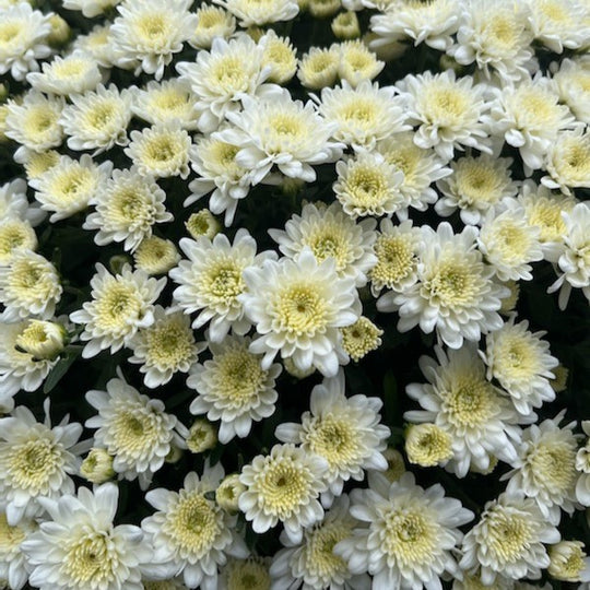 Mum's And More: Embrace Fall's Splendor with Mums and Pansies!