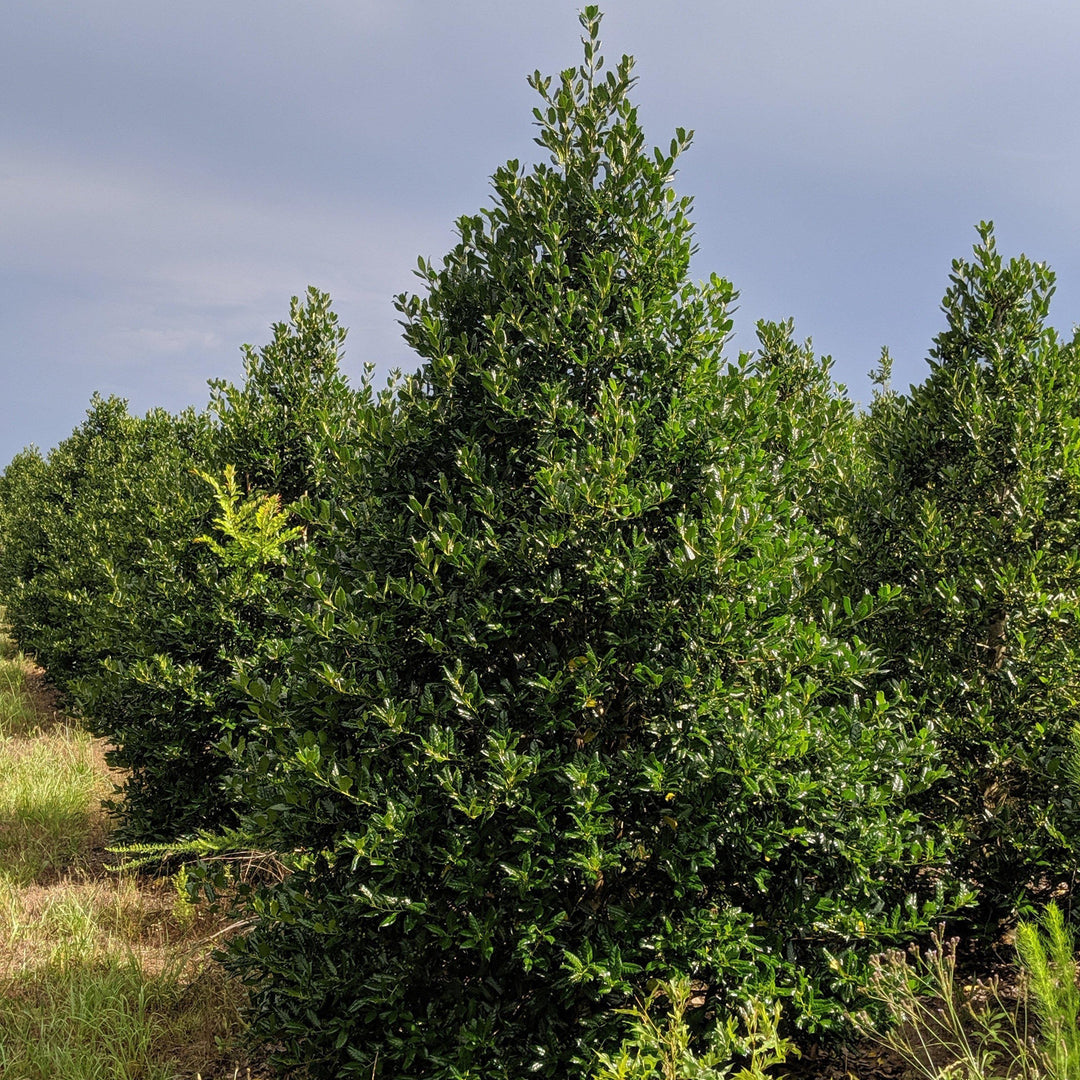 Discover the Diversity of Ilex: A Guide to Holly Species