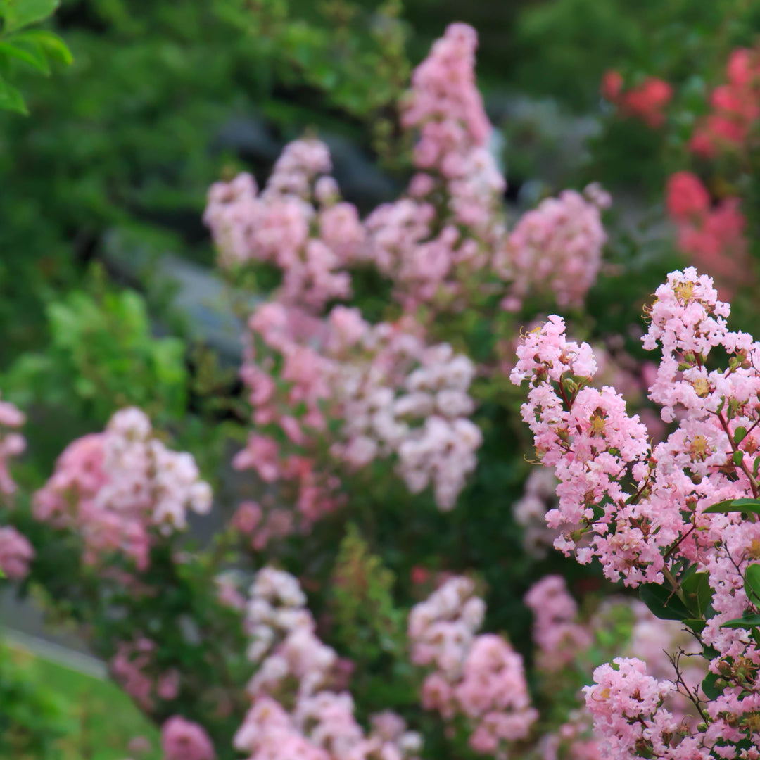 Crape Myrtles: Why and How to Grow Crape Myrtles