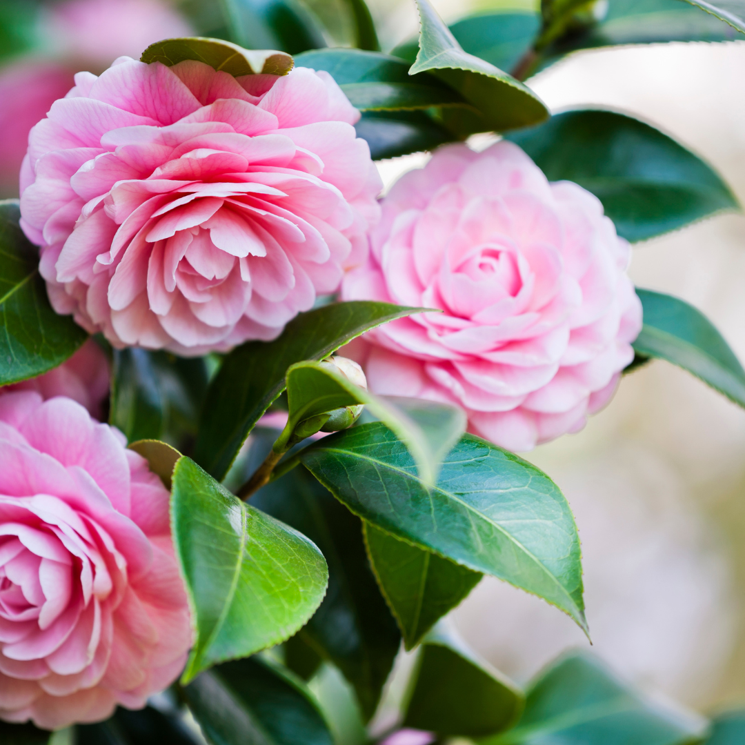 All About Camellias: History, Types, Planting Tips, and More