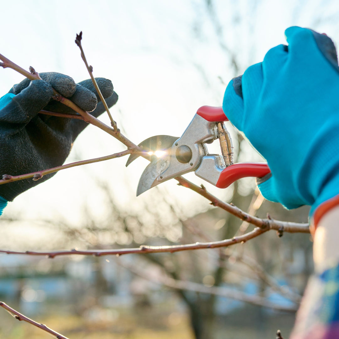 7 Sustainable Gardening Tips This Winter