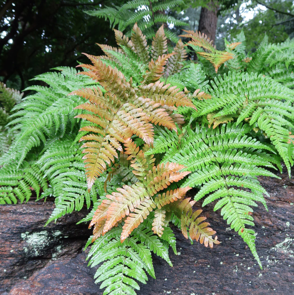 Growing Monrovia’s Autumn Ferns (Dryopteris erythrosora) in the Atlanta Area