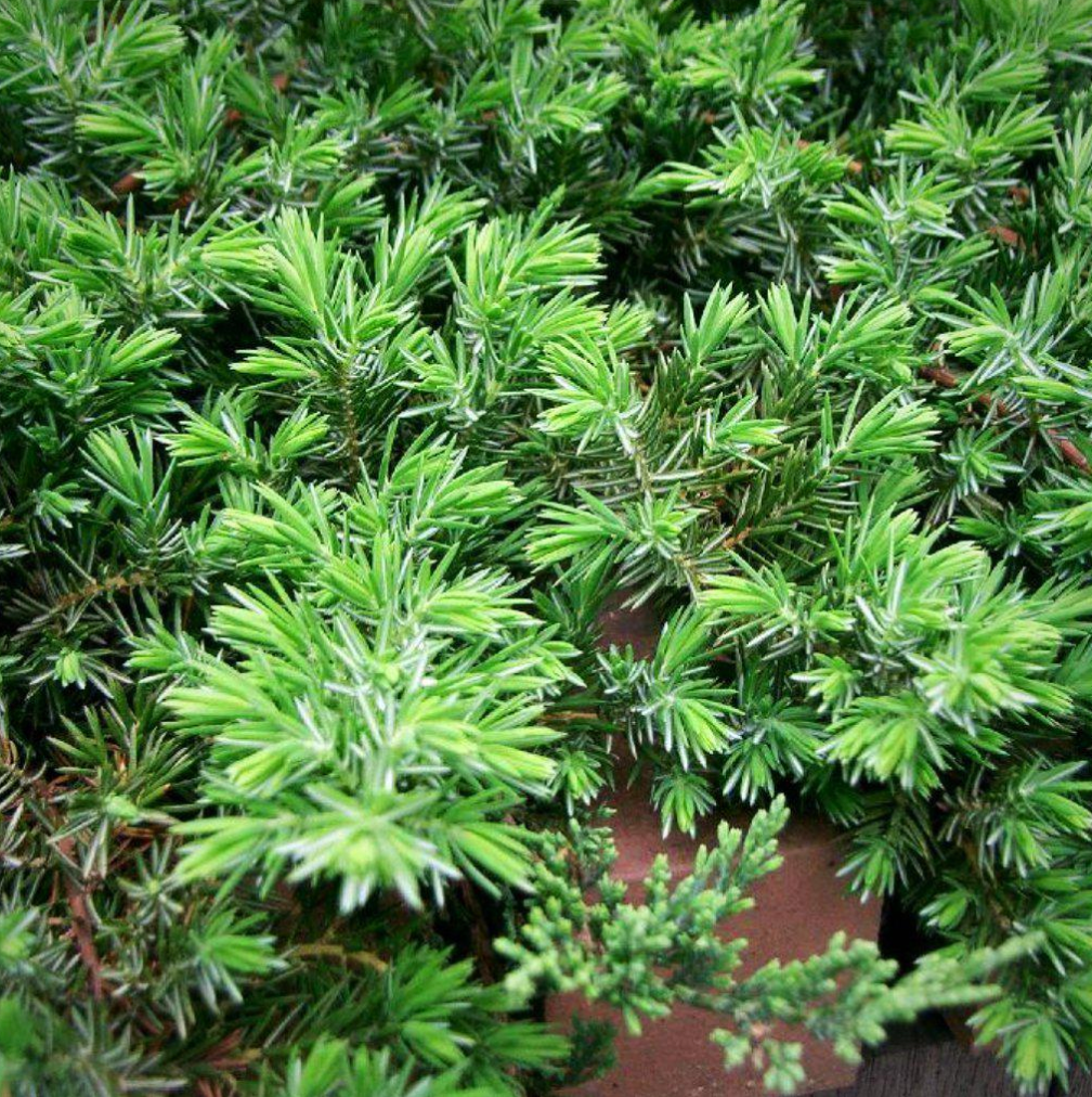 Thinking About Planting Blue Pacific Shore Juniper (Juniperus Conferta)? What You Need to Know