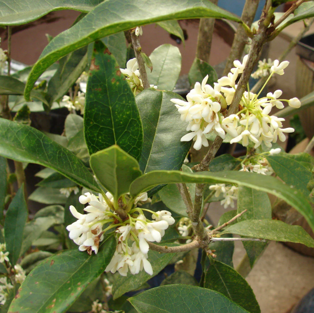Experience the Sweet Fragrance of Fragrant Tea Olive (Osmanthus Fragrans)