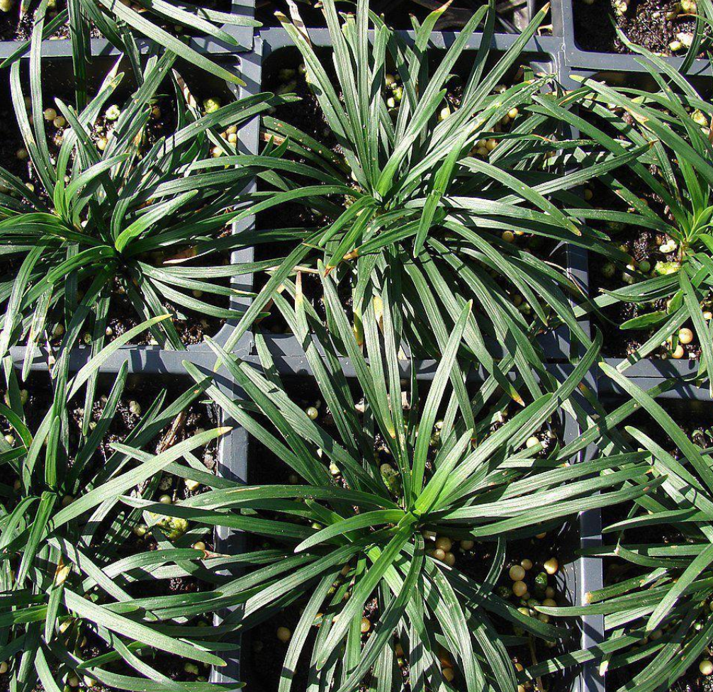How to Successfully Grow Dwarf Mondo Grass (Ophiopogon Japonicus 'Nanus')