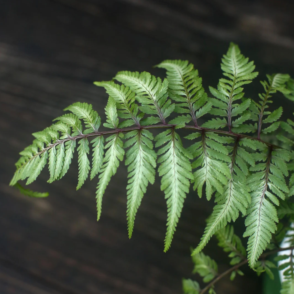 A Guide to the Japanese Painted Fern