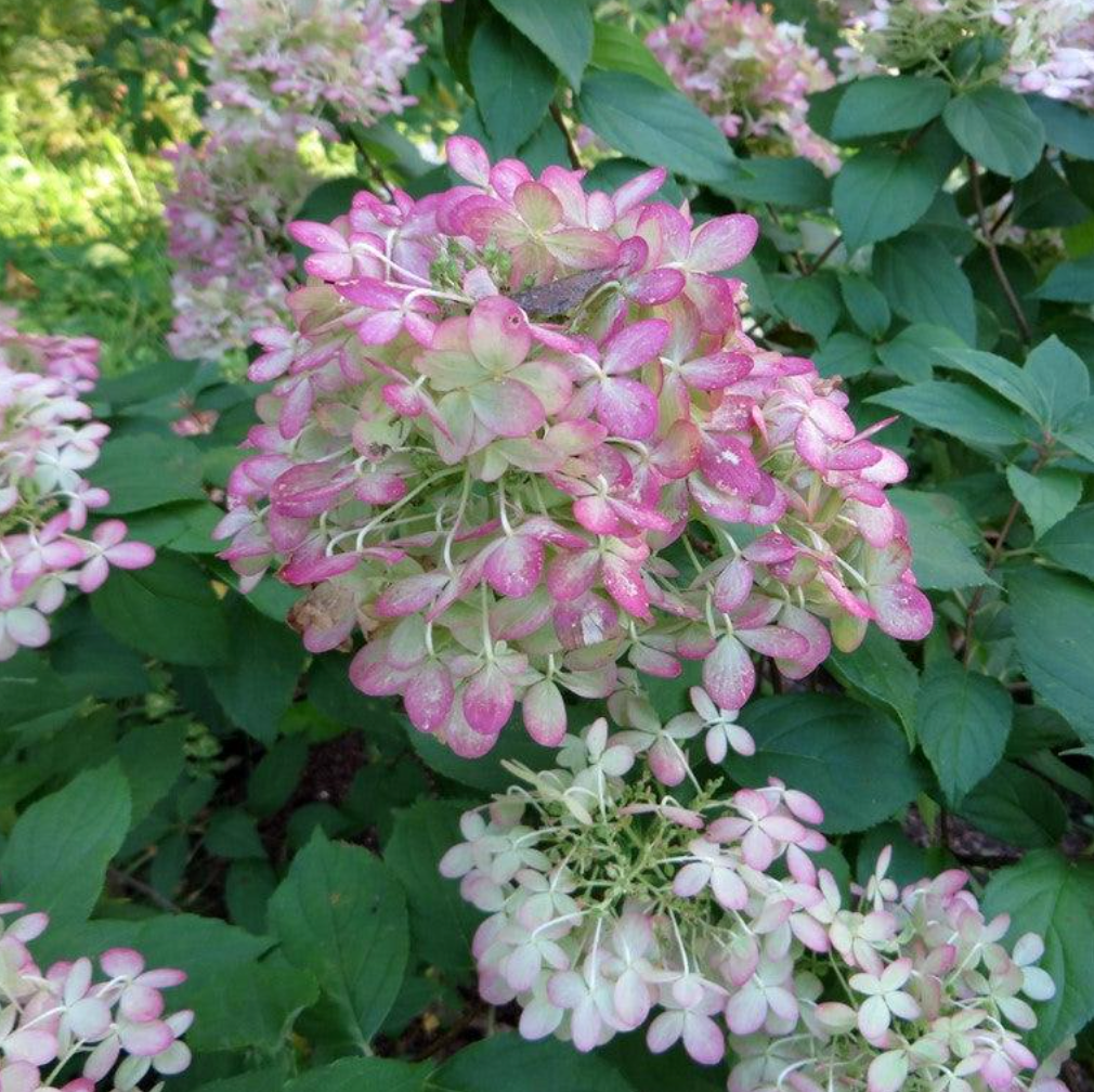 A Showstopping Garden with Proven Winners® Limelight® Hydrangea