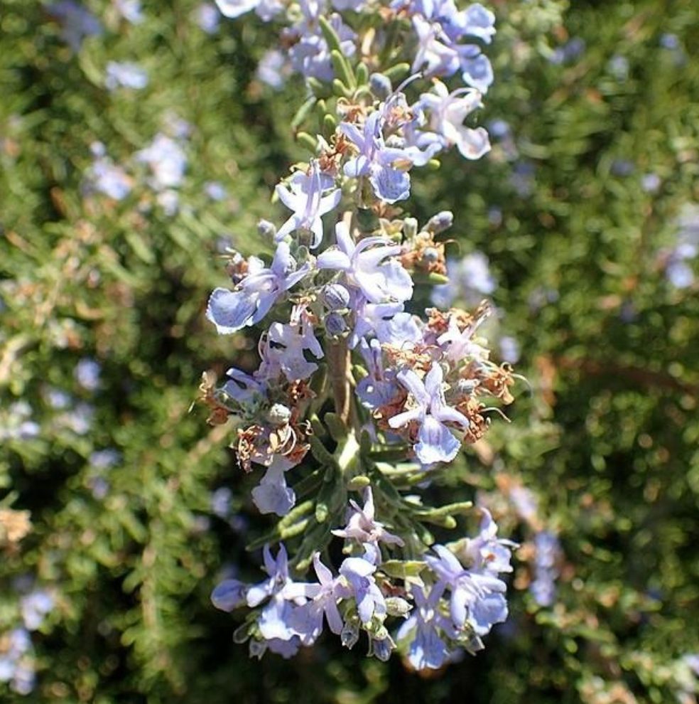 Growing and Caring for the Rosmarinus Officinalis Tuscan Blue Rosemary