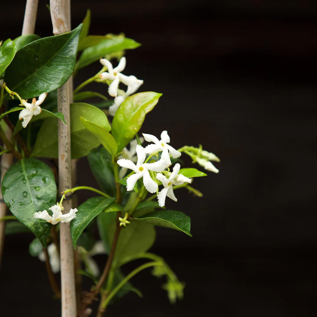 Growing and Caring for Trachelospermum Jasminoides—Confederate Jasmine, Star Jasmine
