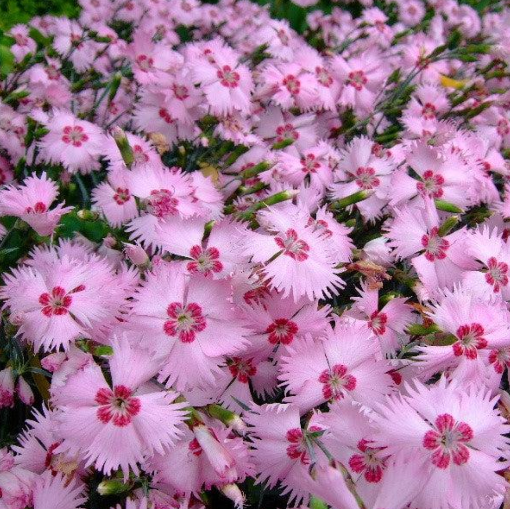 Experience the Beauty of Mountain Frost™ Pink Twinkle Dianthus