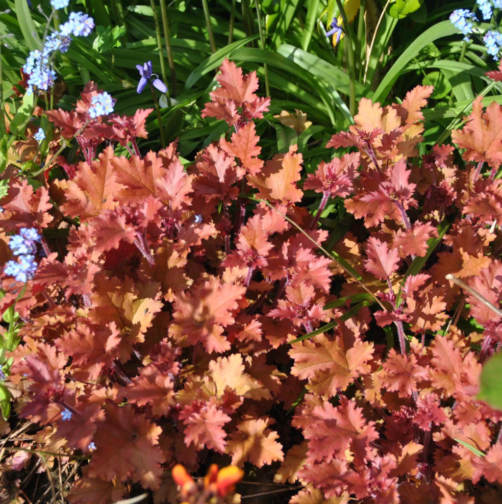 Bring Color and Texture to Your Garden with Heuchera Caramel Coral Bells