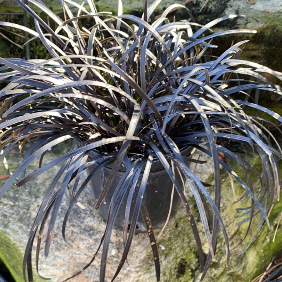 The Beauty of Ophiopogon Planiscapus 'Nigrescens' Black Mondo Grass
