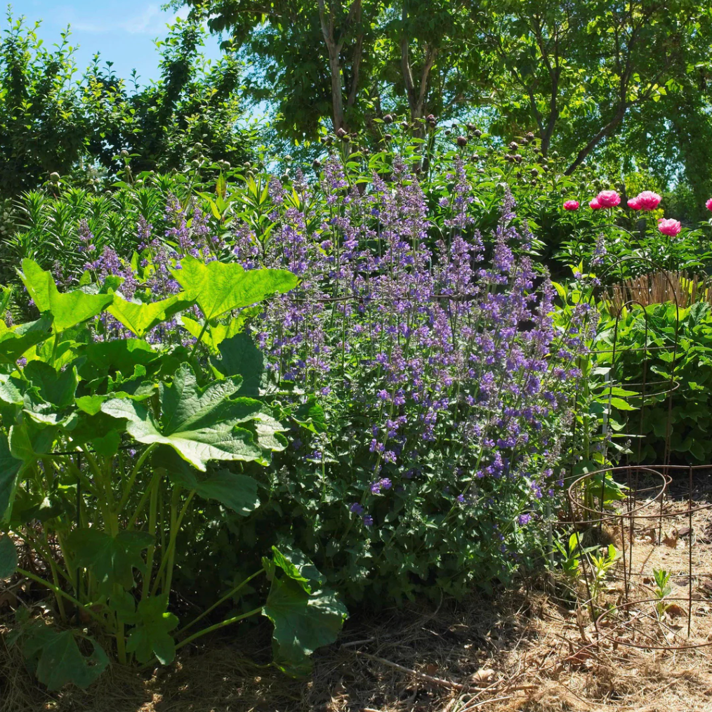 Beauty and Benefits of Nepeta Racemosa Walker's Low Catmint