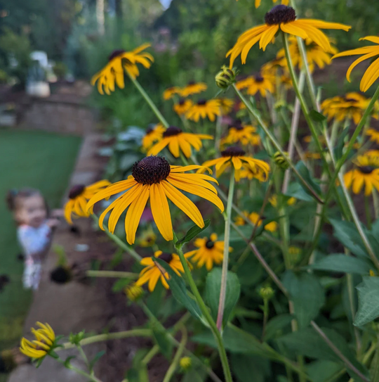 Grow a Vibrant Garden with Rudbeckia Fulgida 'Goldsturm' Black-Eyed Susan