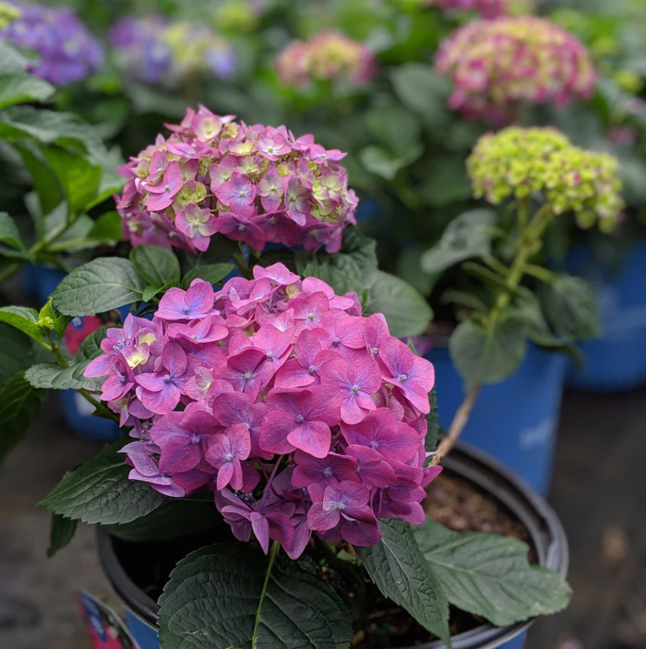 Introducing ServeScape's Hydrangea Collection: Elevate Your Garden with Elegance and Beauty