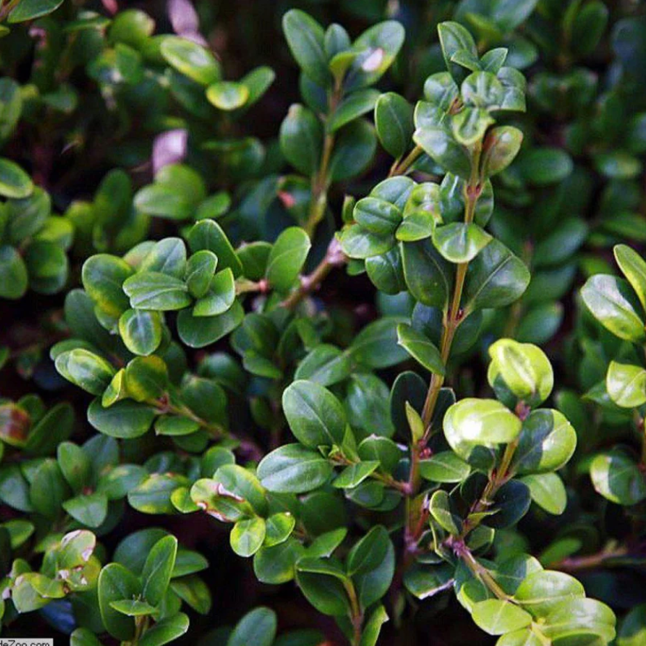 Winter Gem Boxwood: A Guide to Buxus Microphylla var. Japonica