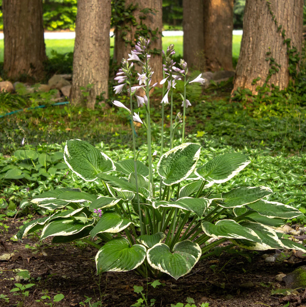 A Guide to Growing the Patriot Hosta – ServeScape