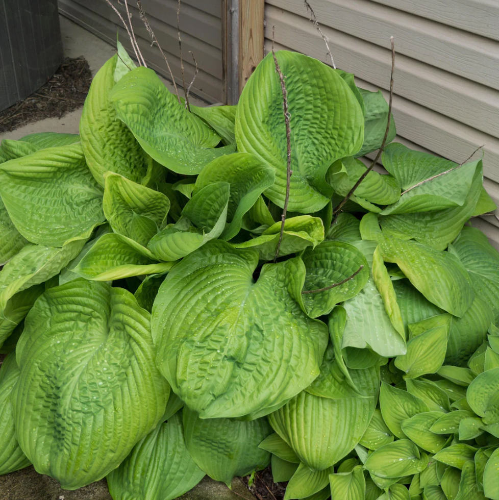 Benefits of Growing the Sum and Substance Hosta Plant