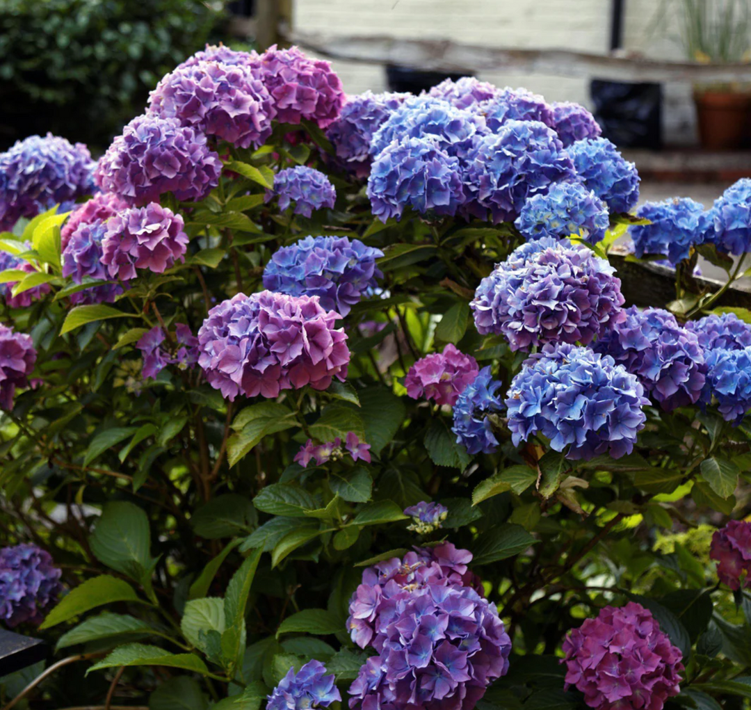 7 Must-Have Plants for Spring 2024
